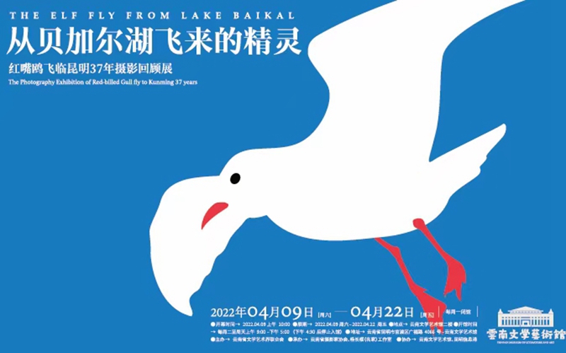 【从贝尔加湖飞来的精灵】红嘴鸥飞临昆明37年摄影展回顾
